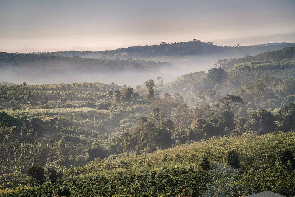 Mist over a coffee-growing highland at dawn